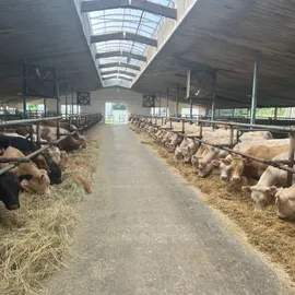 Farma czech beef Březí u mikulova